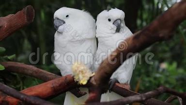 两只相爱的白鹦鹉正看着镜头